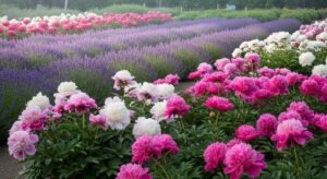 Fragrant perennial garden with lavender and flowers