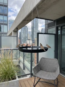 Modern minimalist hanging bird bath on a stylish urban balcony.